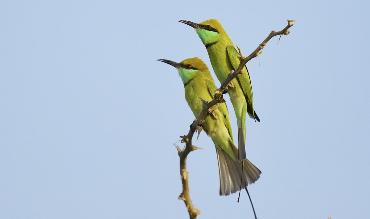 Bird watching tour south part of Iran Asaluyeh 6-1