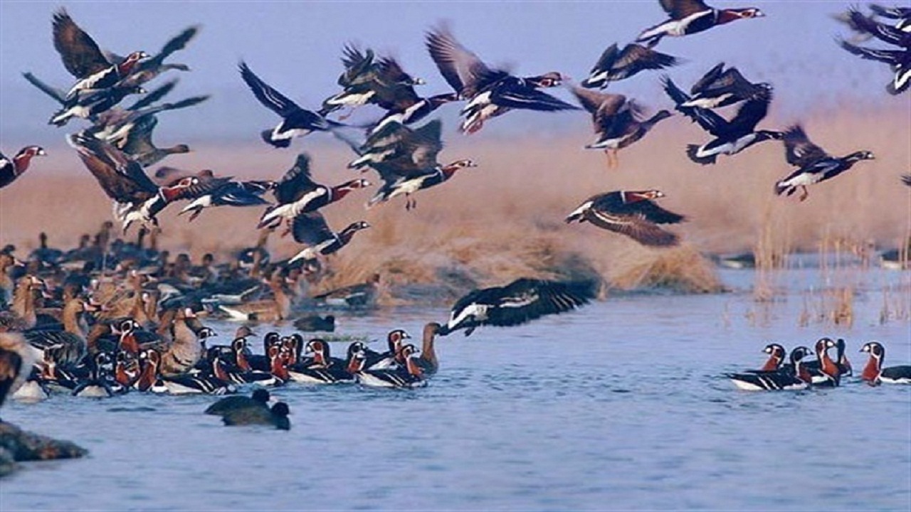 11 Day Birdwatching Tour Babolsar 6-1