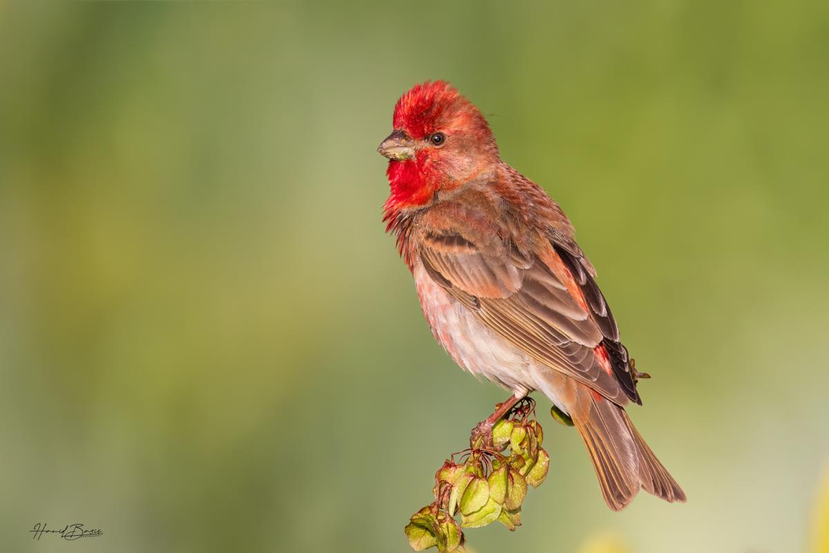 Birdwatching north part of Iran Dahte kavir 6-1