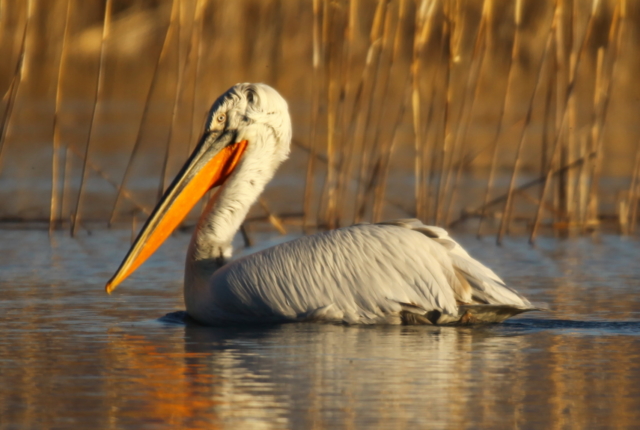 Bird watching tour south part of Iran Dalmatian Pelican 8-5