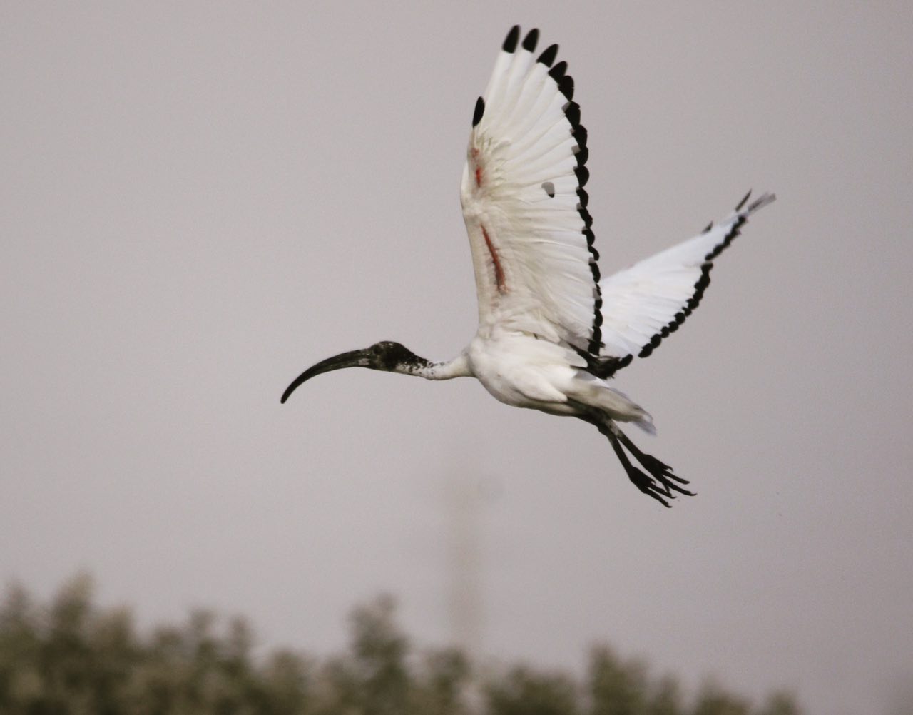 Bird watching tour south part of Iran asaluyeh 5-4