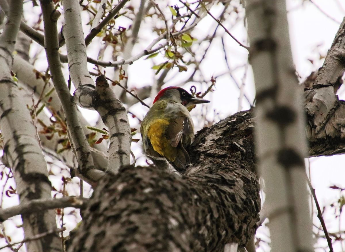 11 Day Birdwatching Tour kelardasht & Birdwatching north part of Iran
